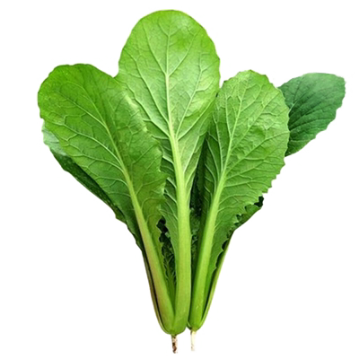 盆栽种子山东寿光蔬菜四季