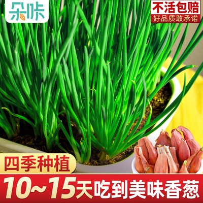 四季种植小香葱红葱头