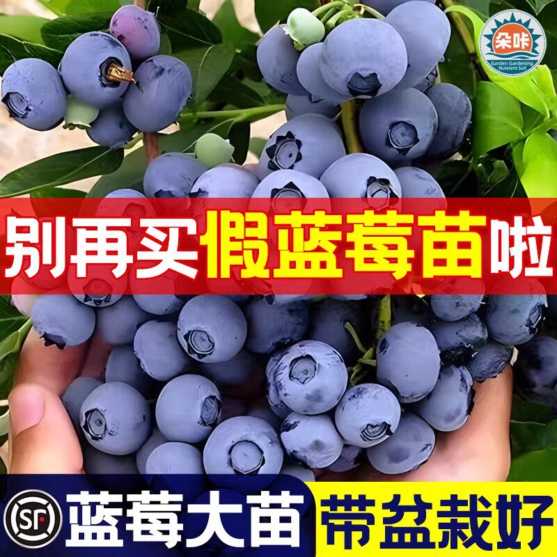 蓝莓苗大苗果树苗盆栽地载阳台庭院种植四季结果南北方带盆栽好