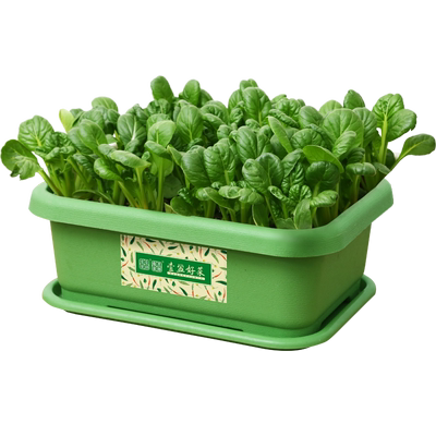 咖啡香麦菜高产易种植