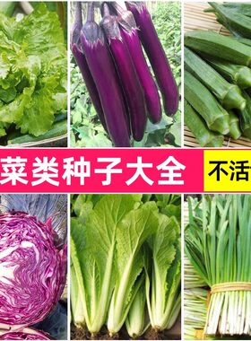 蔬菜种子籽孑苗四季阳台生菜辣椒茄子黄瓜丝瓜番茄韭菜西红柿芹菜