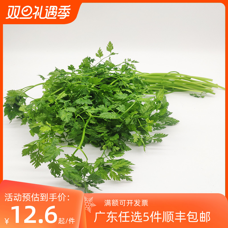 细叶芹雪维菜英元西香料