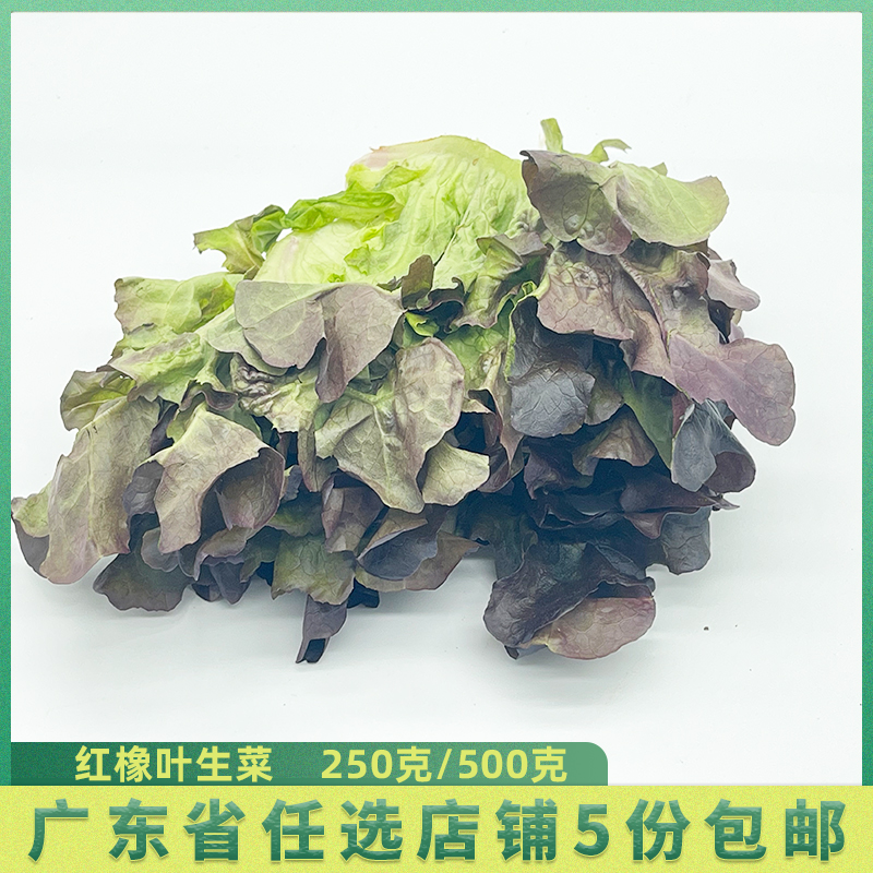 新鲜1斤蔬菜橡叶菜 红橡生菜 沙拉菜西餐厅 配菜轻食健康绿色食材