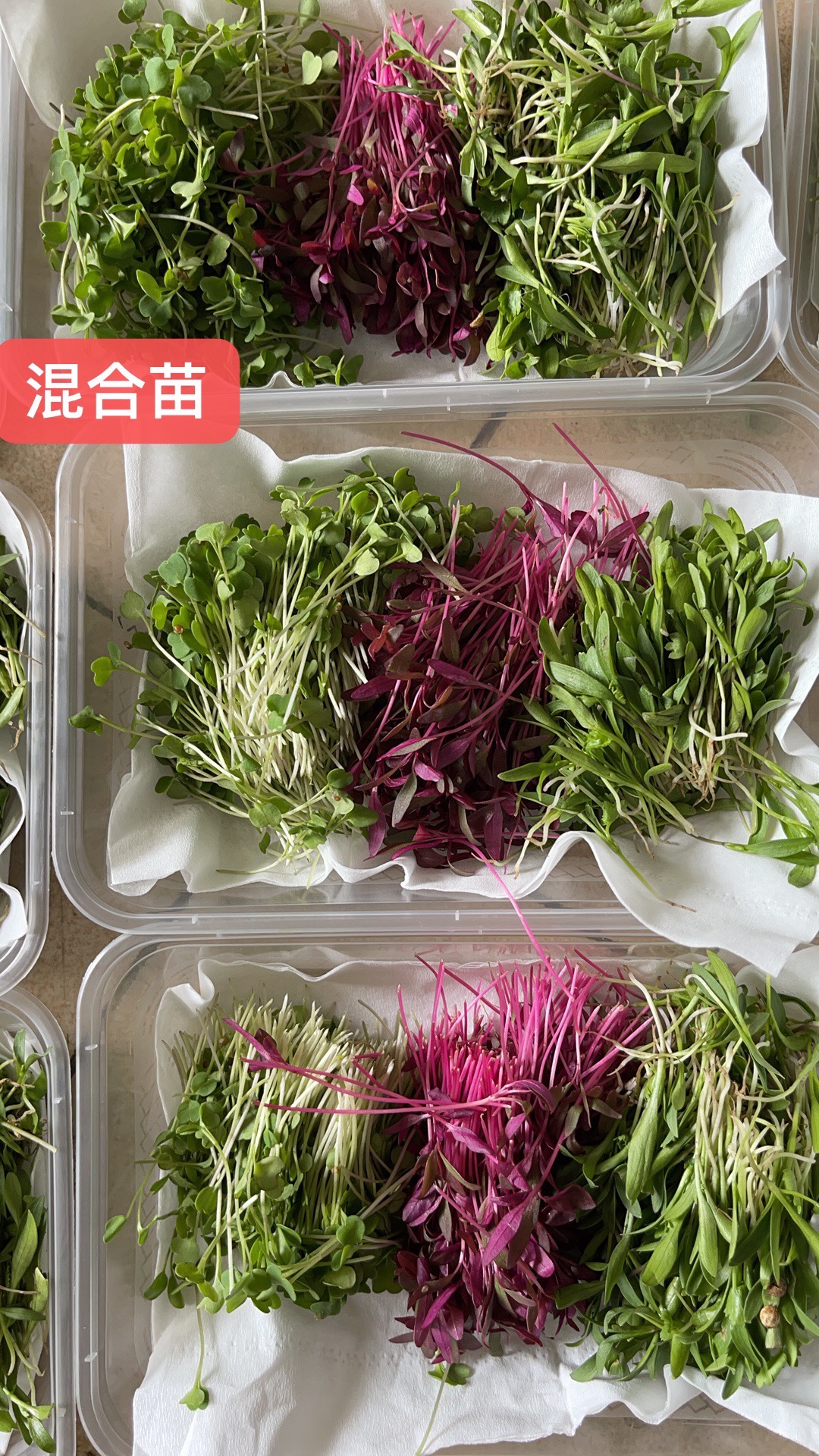 新鲜芽苗 混合芽菜 香菜芝麻火红苗 摆盘25克装