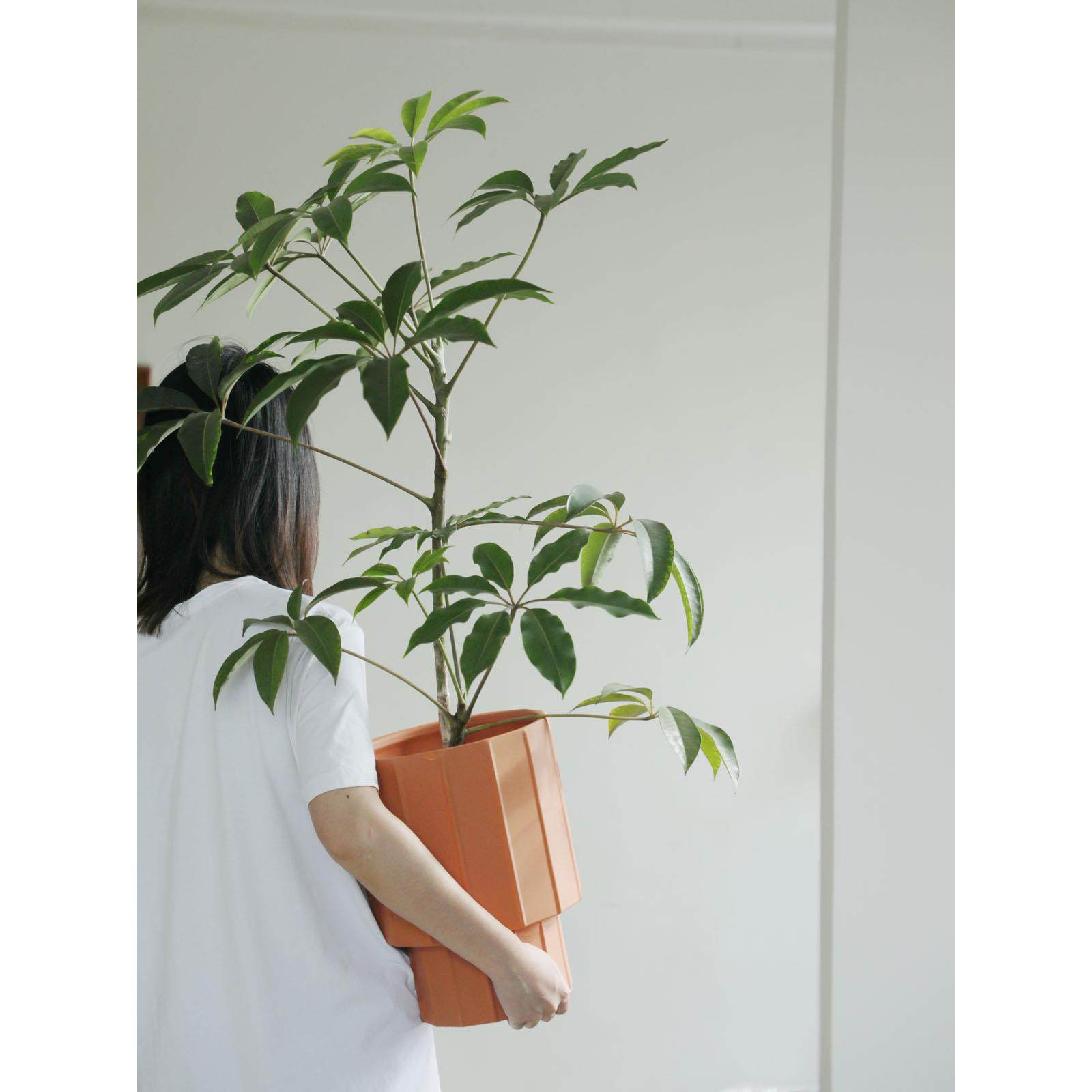 诗与自然 日本老桩大叶伞保罗阳台客厅大植物造型盆景四季常绿植