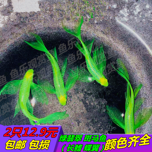 长鳍斑马鱼绿翡翠鱼蓝莓蝶翼蝶衣斑马鱼长尾小型灯科鱼观赏鱼淡水