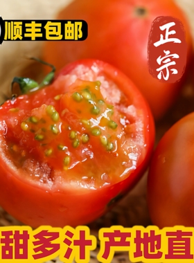 顺丰包邮自然成熟草莓西红柿孕妇宝宝酸甜自家种生吃现摘铁皮柿子