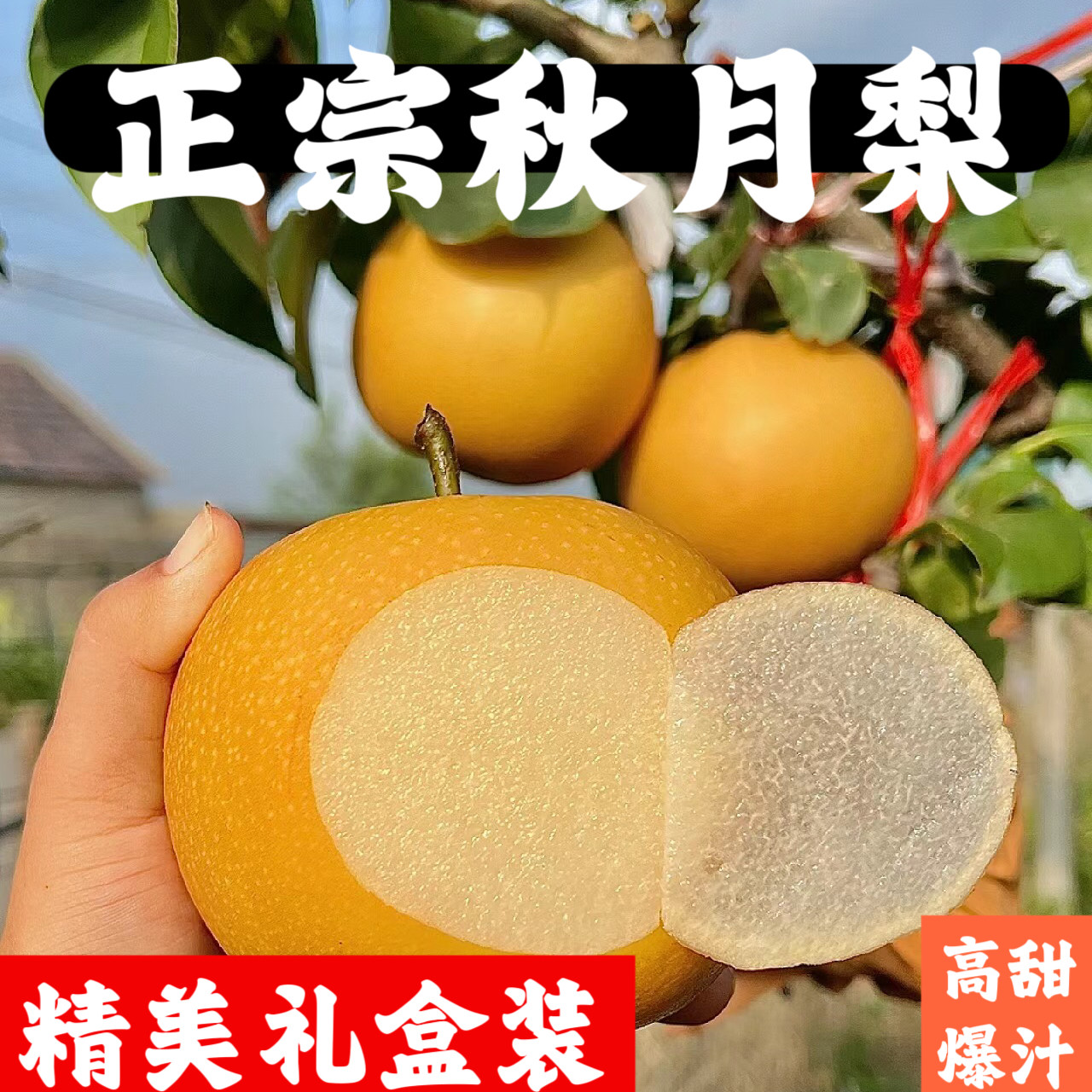 山东莱阳秋月梨当季现摘新鲜水果脆甜无渣莱西莱阳特产冰糖雪梨