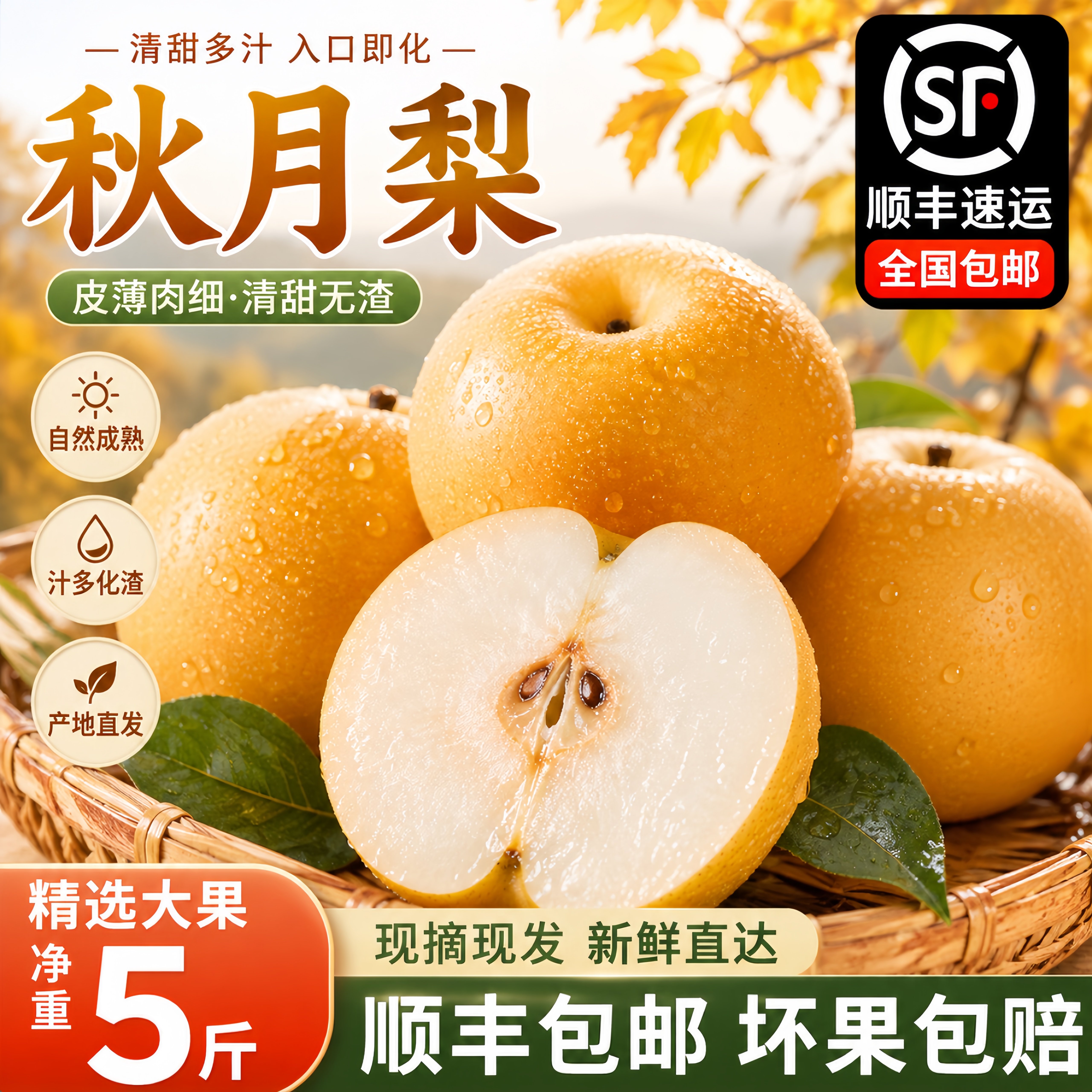顺丰包邮山东正宗秋月梨现摘现发莱阳冰糖梨雪梨细腻无渣水果