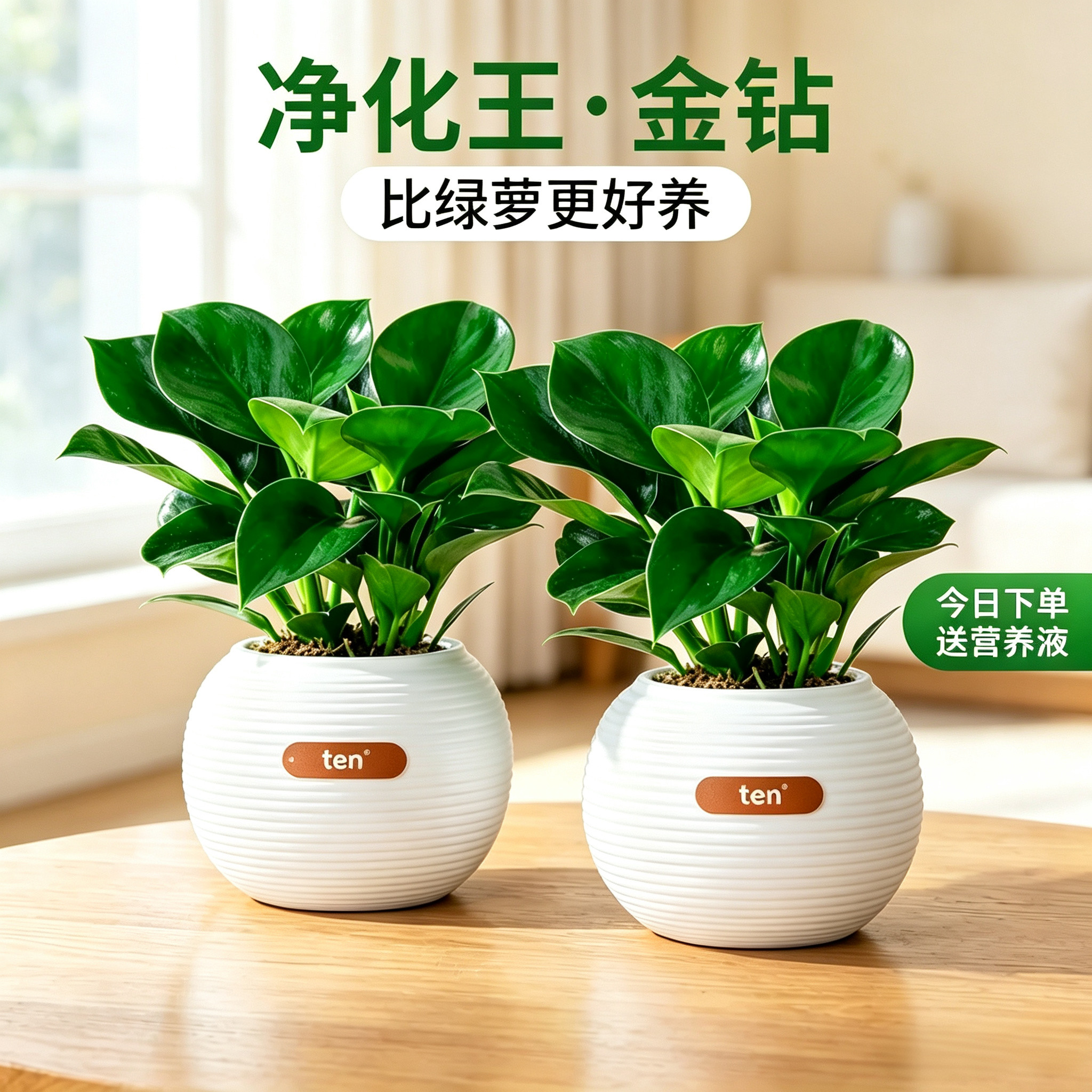 金钻盆栽绿植大盆绿萝除室内甲醛植物花卉水培办公室净化空气好养图片