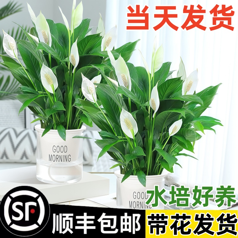【热销已售10w+】水培白掌吸甲醛