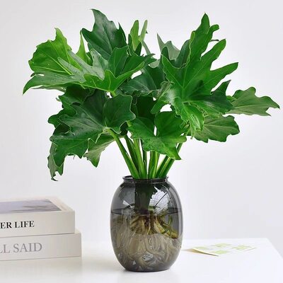 春羽水培植物盆栽室内客厅办公室桌面花卉大叶龟背竹干净好养绿植