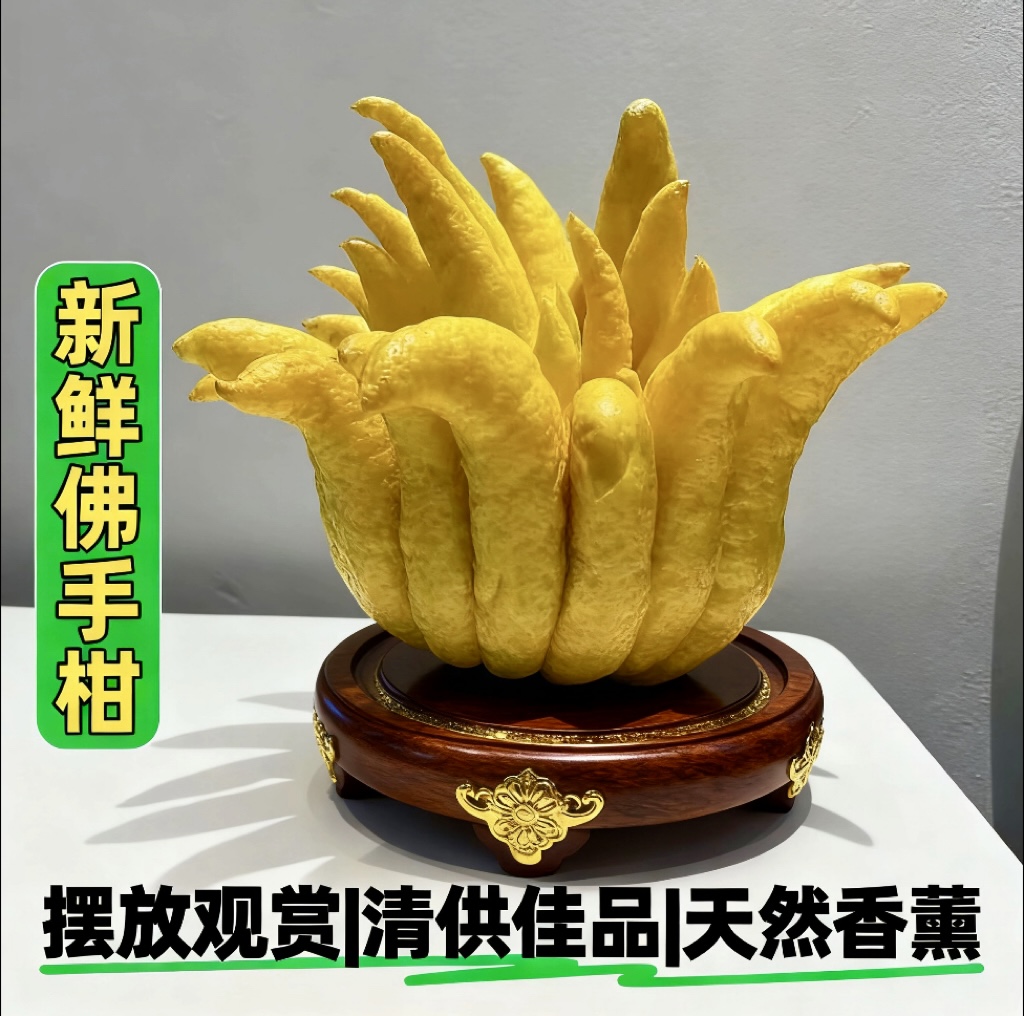 云南特大佛手柑鲜果现摘清供礼佛天然香薰新鲜可食用盆栽观赏闻香