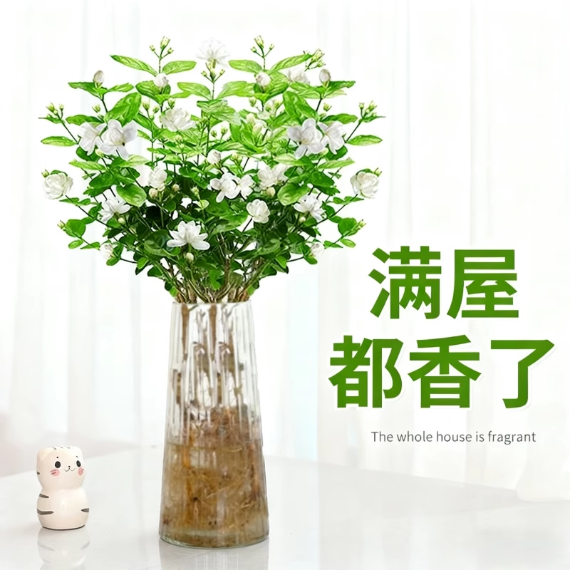 茉莉花水培植物盆栽带花苞办公室内桌面好养懒人鲜花绿植水养花卉