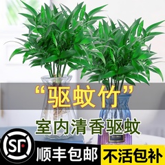驱蚊竹柏水培植物盆栽绿萝花卉室内花鲜花好养的办公室绿植发财树