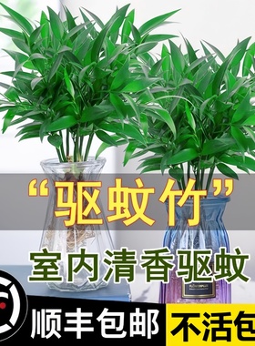 驱蚊竹柏水培植物盆栽绿萝花卉室内花鲜花好养的办公室绿植发财树
