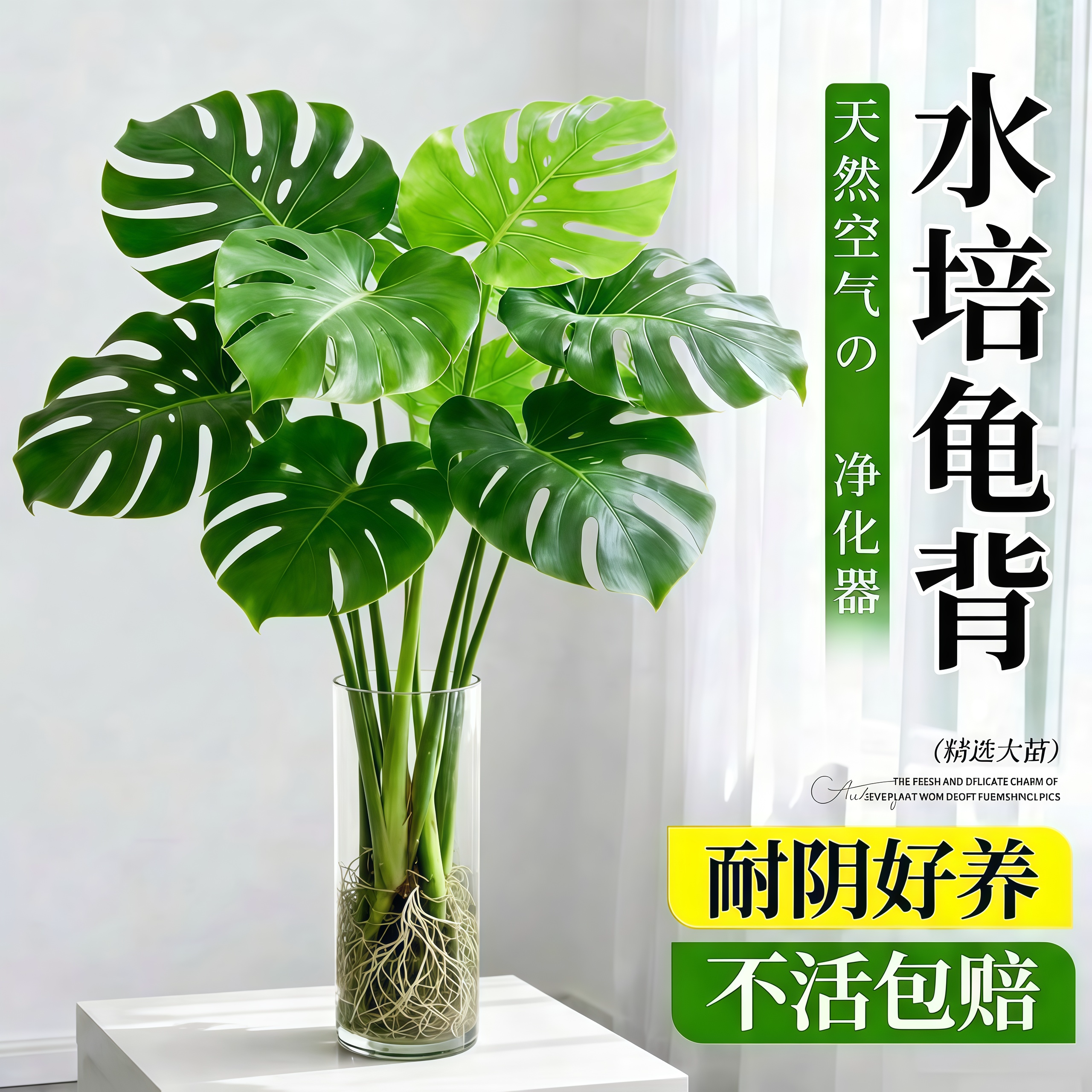 龟背竹水培植物大型绿植室内盆栽大叶老桩卧室客厅办公室桌面四季