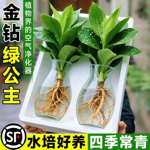 水培大叶金钻绿植绿公主盆栽带花苞室内纯水养植物办公室桌面花卉