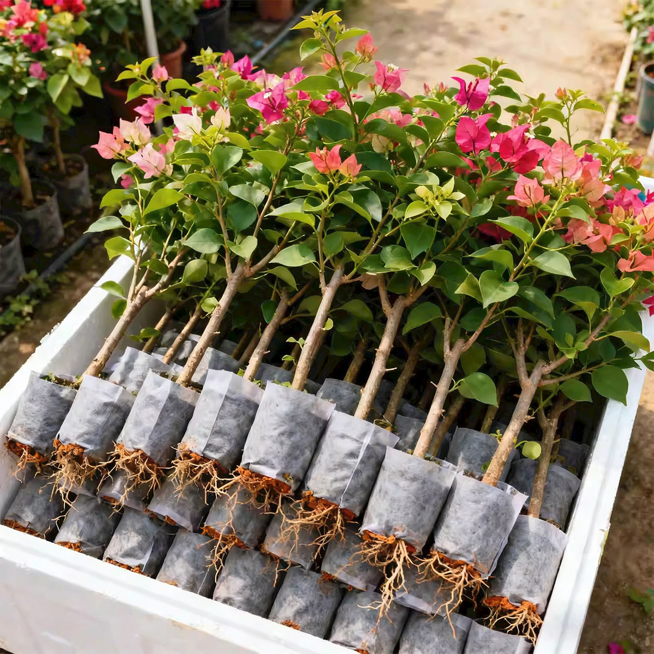 重瓣三角梅盆栽带花老桩大苗室内外爬藤植物红梅花卉四季多季开花