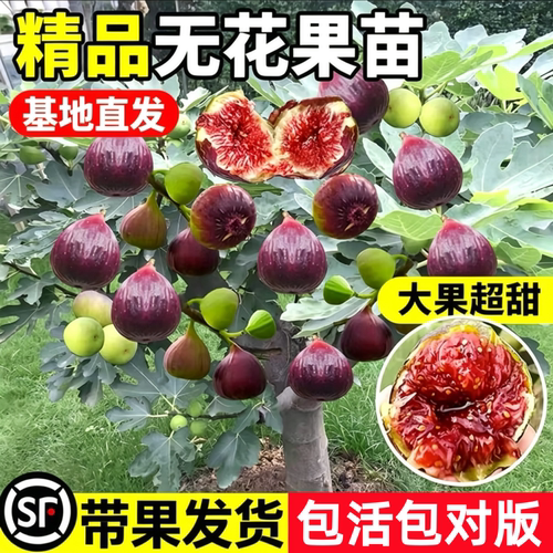特大果无花果树果苗矮化盆栽树苗波姬红青皮南方北方阳台种植耐寒