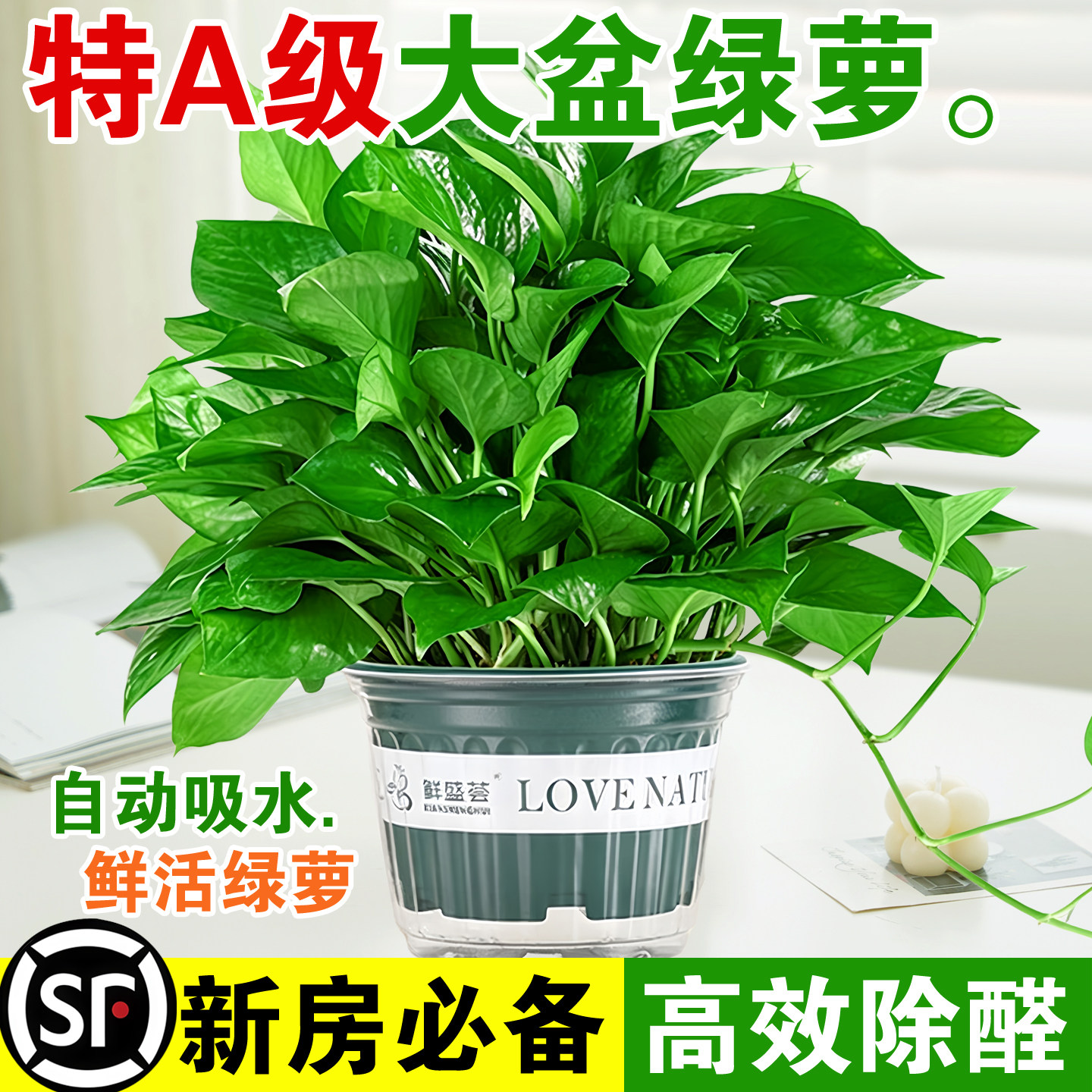 绿萝盆栽室内植物花卉绿植水培长藤垂吊大叶绿箩新房家用净化空气图片