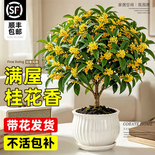 桂花树盆栽可食用开花室内阳台客厅庭院花卉植物中式禅意四季植物