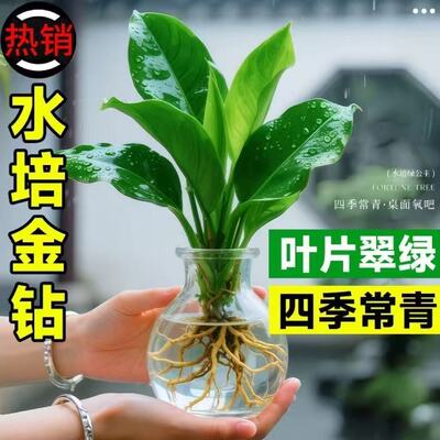 水培大叶金钻绿植绿公主盆栽带花苞室内纯水养植物办公室桌面花卉