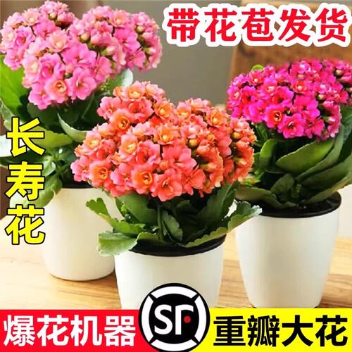 新品长寿花蟠桃柠檬水果糖带花盆大花重瓣带花苞室内开花多肉盆栽