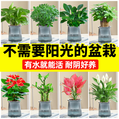 不需要阳光的盆栽室内桌面上花卉水培绿萝吊兰适合懒人养的绿植物