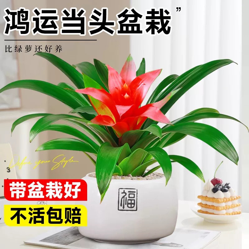 鸿运当头盆栽带花室内客厅旺宅植物办公室桌面摆放绿植花卉好养活