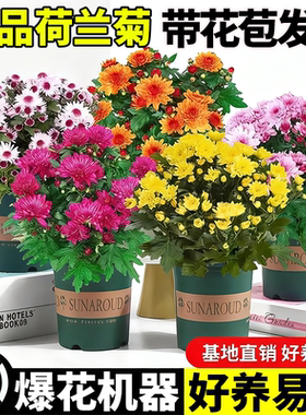 四季荷兰菊进口菊花苗耐寒易活花卉盆栽绿植好养室内外阳台绿植物