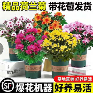 四季 荷兰菊进口菊花苗耐寒易活花卉盆栽绿植好养室内外阳台绿植物