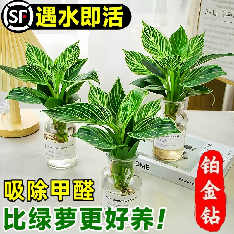 铂金钻水培植物大叶金钻绿公主盆栽绿箩植物室内净空气花卉绿植图片
