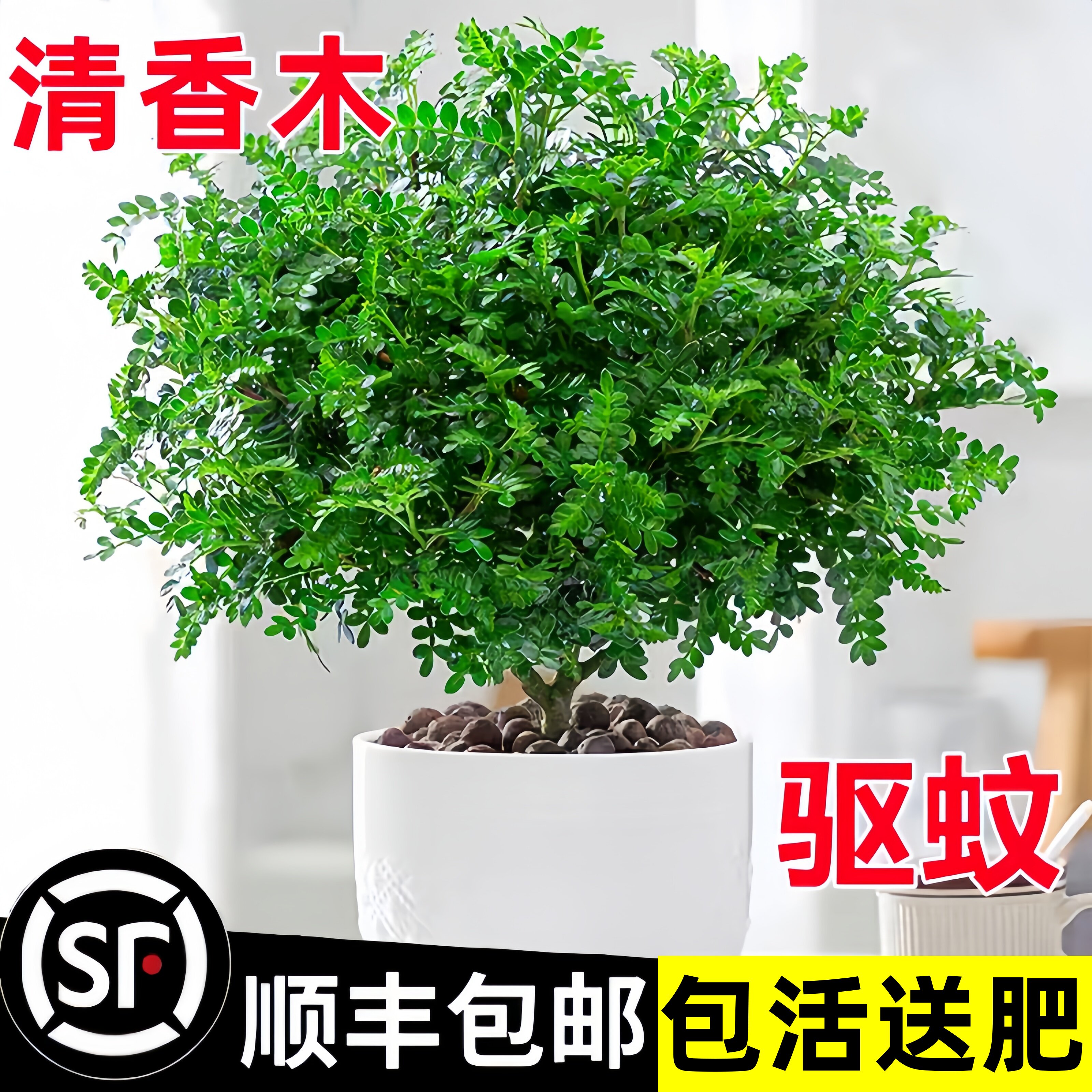 正宗清香木盆栽胡椒木老桩树苗室内驱蚊驱虫植物蛋糕装饰绿植叶子图片