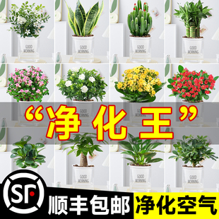 绿植盆栽室内幼儿园教室小植物客厅办公室桌面花卉发财树水培绿萝