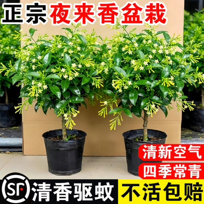 夜来香盆栽花卉室内客厅四季种植驱蚊植物室外庭院好养九里香树苗