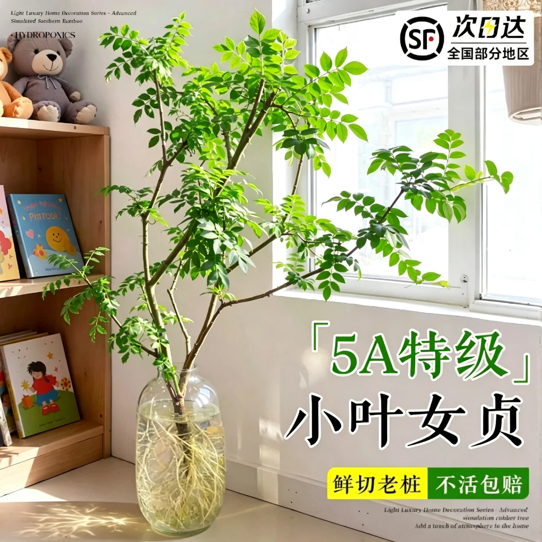 小叶女贞水培植物老桩造型树室内绿植好养活四季常青观叶观茎植物