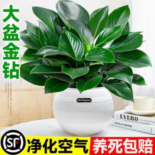 大盆金钻盆栽绿公主水培植物办公室内绿萝箩绿植多肉大叶植物除醛