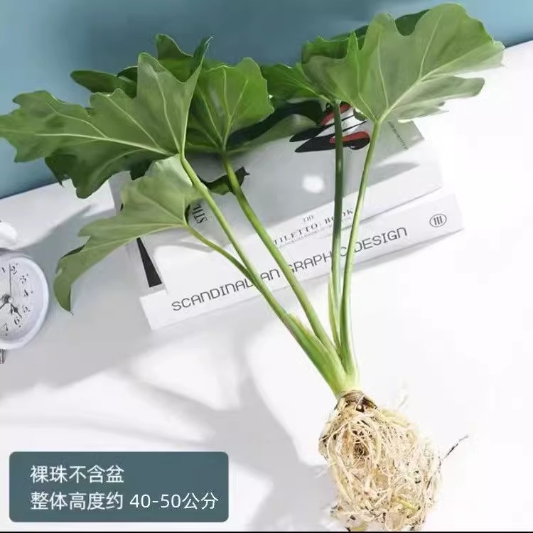 春羽绿植盆栽花卉植物室内易养活龟背竹无土纯羽水培植物室内好养