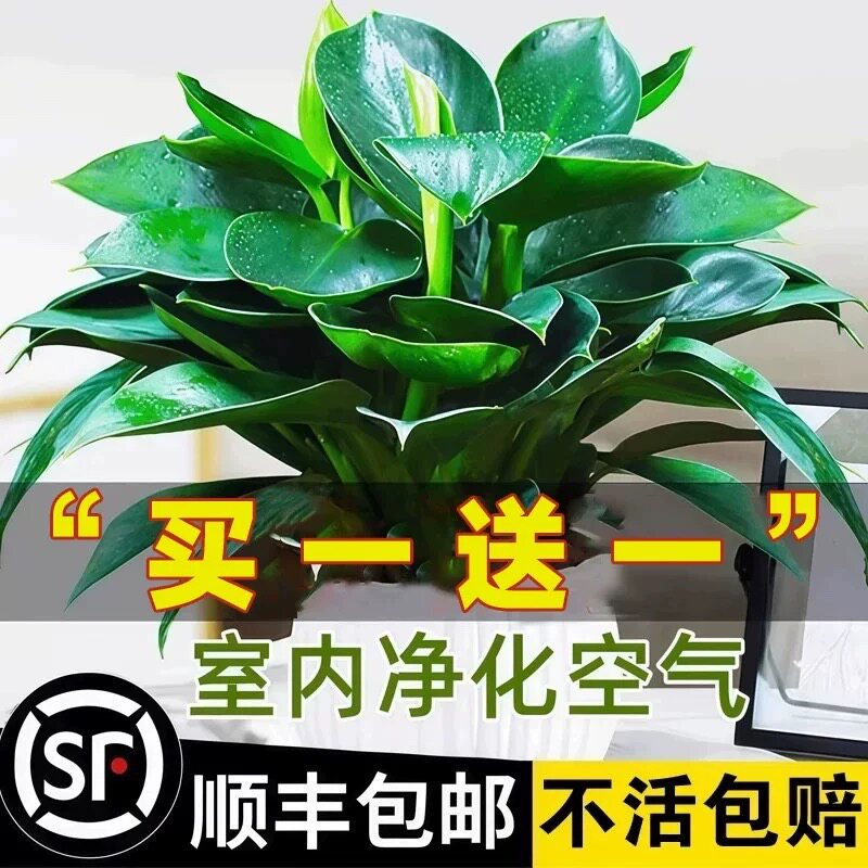 金钻水培植物盆栽花卉绿植绿萝除甲醛室内四季好养大盆办公室桌面图片