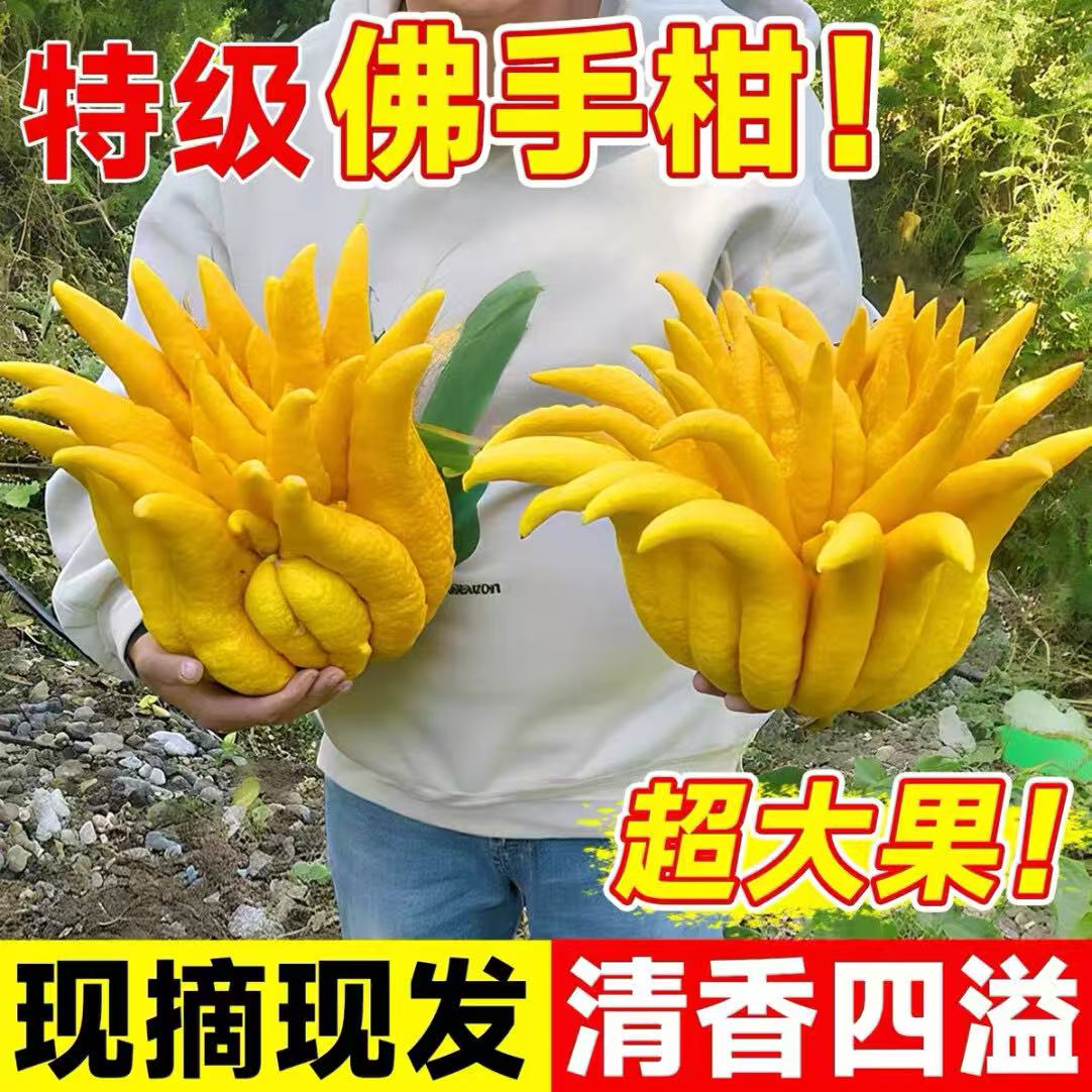 新鲜云南高山佛手柑鲜果现摘现发水培绿植闻香清供观赏车载香薰