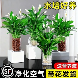 白掌一帆风顺盆栽水培植物办公室内花卉绿植绿萝箩红掌发财树鲜花