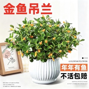 金鱼吊兰盆栽四季观花植物金鱼花室内客厅观花植物豆瓣绿四季常青