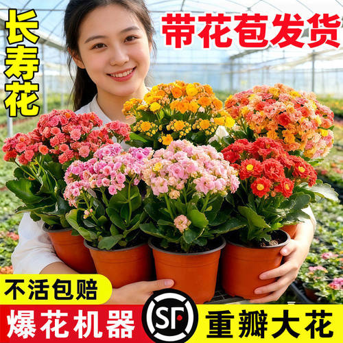 长寿花盆栽花苗带花苞重瓣大花金狐狸室内多年生好养的花卉绿植