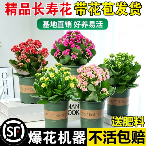 长寿花盆栽重瓣带花苞花卉室内阳台桌面绿植四季好养多肉开花植物