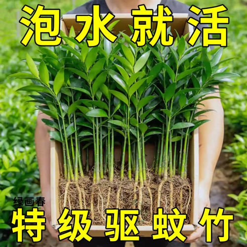 特大棵竹柏更驱蚊水培水养植物客厅办公室内四季常青绿植物驱虫竹