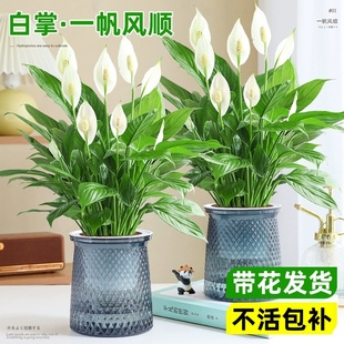 一帆风顺水培红掌盆栽带花大叶大花白掌易活花卉绿植鸿运当头好养