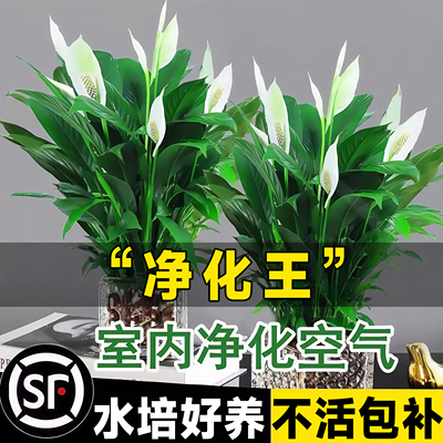 白掌一帆风顺盆栽水培植物办公室内耐阴好养花卉绿植绿萝红掌四季