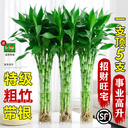 粗杆带根富贵竹水培植物绿植室内盆栽客厅招财水养节节高特级竹子