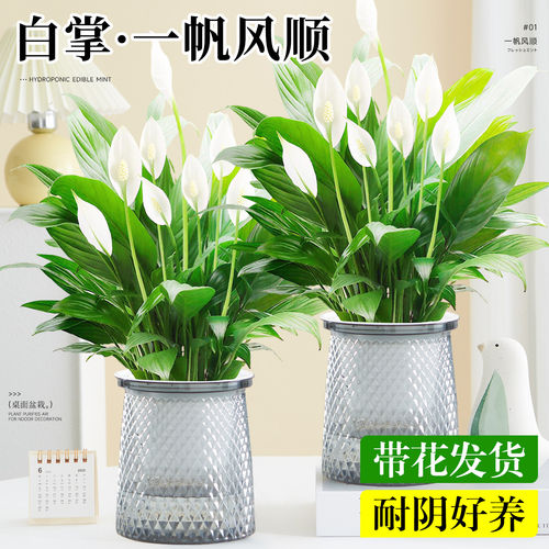 白掌绿植盆栽室内好养水培植物客厅阳台办公室桌面红掌粉掌带花卉
